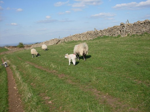 Cotswold sheep