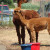 The alpacas on the farm. The alpacas on the farm.