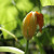 A closed Pumpkin Flower A closed Pumpkin Flower