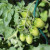 Juliet Tomatoes Juliet Tomatoes