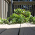Sugar Baby Watermelon vines growing on my deck Sugar Baby Watermelon vines growing on my deck