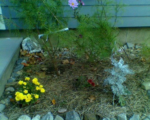 My flower garden has space for more plants