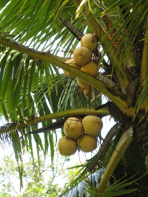 Coconut