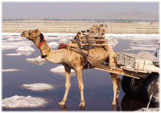 camel in SAMBHAR LAKE