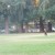 People Playing Ball at Municipal Rose Garden in San Jose CA People Playing Ball at Municipal Rose Garden in San Jose CA