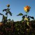 Roses in Municipal Rose Garden in San Jose CA Roses in Municipal Rose Garden in San Jose CA