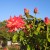 Red Roses in Municipal Rose Garden in San Jose CA Red Roses in Municipal Rose Garden in San Jose CA