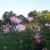 Pink Roses in Municipal Rose Garden in San Jose CA Pink Roses in Municipal Rose Garden in San Jose CA