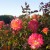 Roses in Municipal Rose Garden in San Jose CA Roses in Municipal Rose Garden in San Jose CA