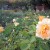 Roses in Municipal Rose Garden in San Jose CA Roses in Municipal Rose Garden in San Jose CA