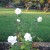 White Roses in Municipal Rose Garden in San Jose CA White Roses in Municipal Rose Garden in San Jose CA