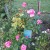 Pink Roses in Municipal Rose Garden in San Jose CA Pink Roses in Municipal Rose Garden in San Jose CA