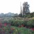 Roses in Municipal Rose Garden in San Jose CA Roses in Municipal Rose Garden in San Jose CA
