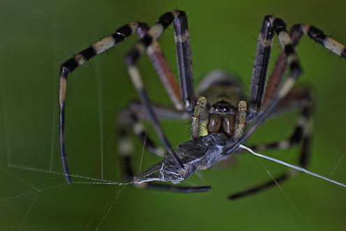Macro lenses allow you to shoot nature's small details