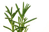 Use fresh or dried Rosemary