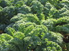 Kale