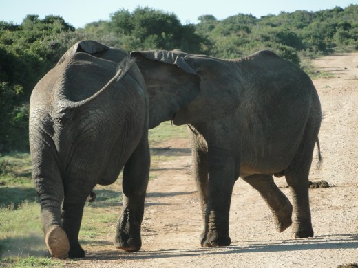 Elephants on road - Addo