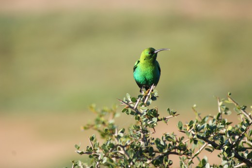 Malachite Sunbird