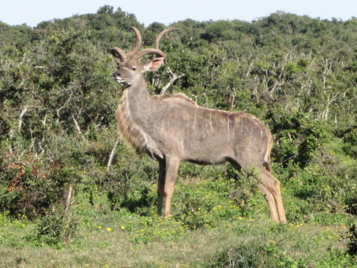 Kudu in Addo