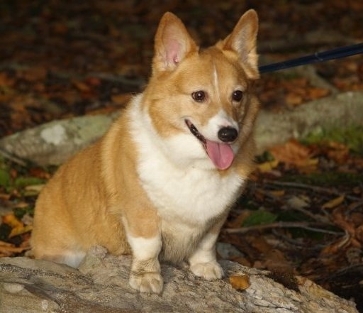 Corgi's can smile! 