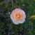 A Light Pink and Yellow Rose in Municipal Rose Garden in San Jose CA A Light Pink and Yellow Rose in Municipal Rose Garden in San Jose CA