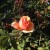 An Orange Rose in Municipal Rose Garden in San Jose CA An Orange Rose in Municipal Rose Garden in San Jose CA