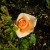 A Yellow Orange Rose in Municipal Rose Garden in San Jose CA A Yellow Orange Rose in Municipal Rose Garden in San Jose CA