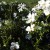 White Roses in Municipal Rose Garden in San Jose CA White Roses in Municipal Rose Garden in San Jose CA