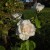 White Roses in Municipal Rose Garden in San Jose CA White Roses in Municipal Rose Garden in San Jose CA