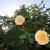 Yellow Roses in Municipal Rose Garden in San Jose CA Yellow Roses in Municipal Rose Garden in San Jose CA
