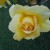 A Yellow Rose in Municipal Rose Garden in San Jose CA A Yellow Rose in Municipal Rose Garden in San Jose CA