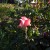 A Pink Rose in Municipal Rose Garden in San Jose CA A Pink Rose in Municipal Rose Garden in San Jose CA