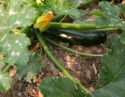 Zucchini