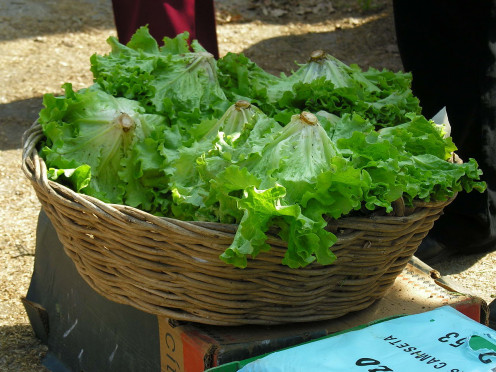 Leaf Lettuce