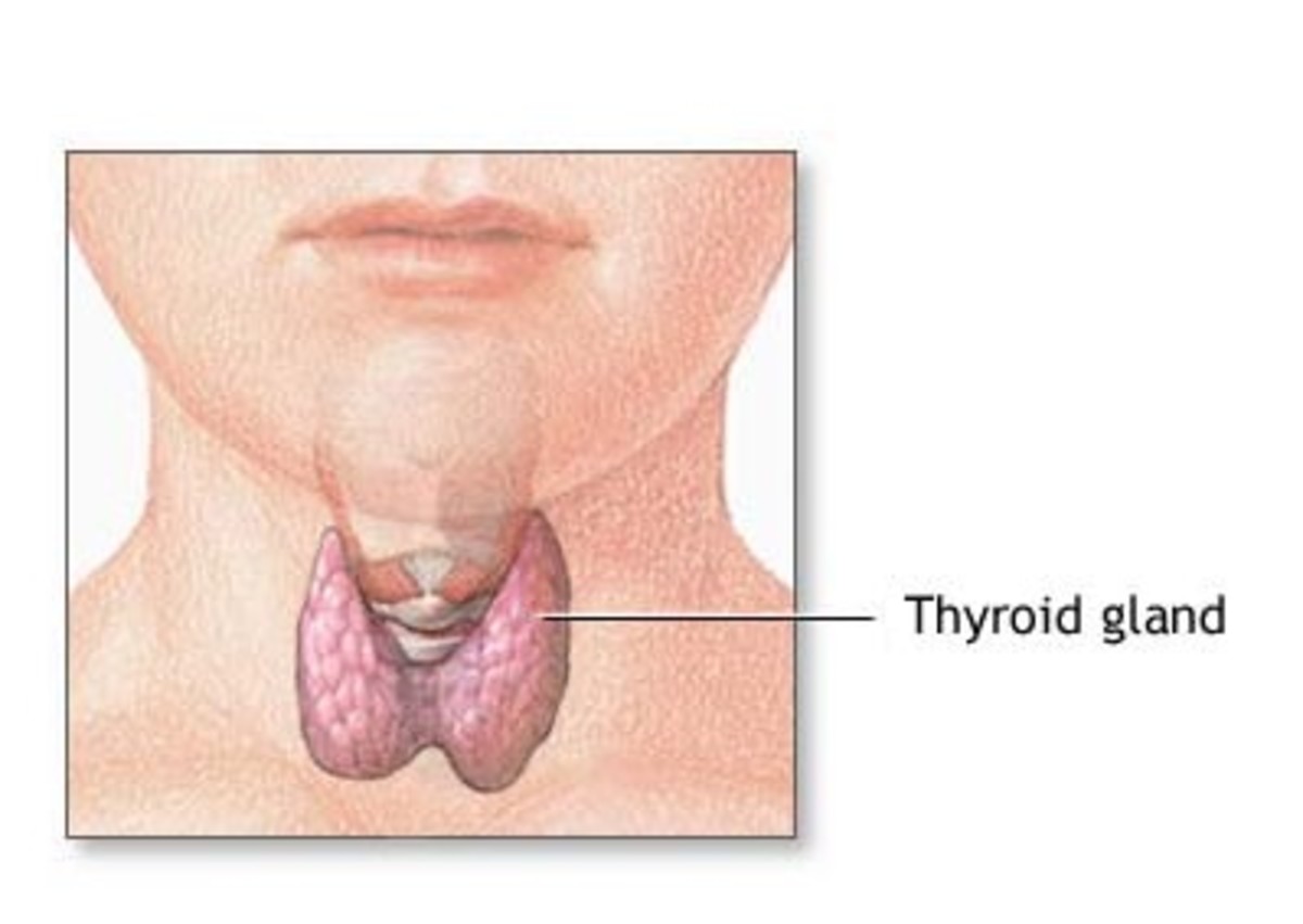 The thyroid gland is located in the throat