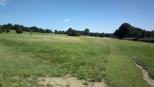 Geese in the Henry Moore section of park
