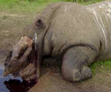 Rhino slaughter