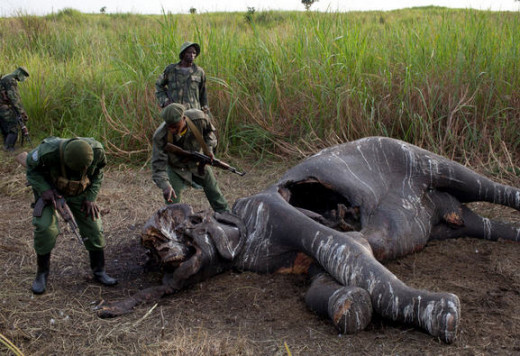 Elephant slaughter