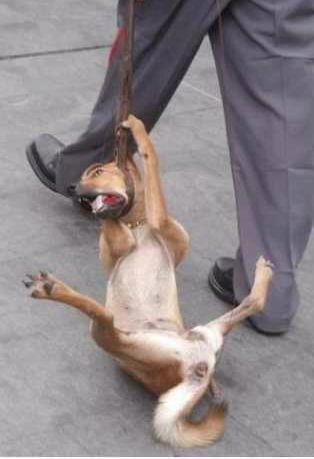 An animal abuse picture making the rounds on Facebook.  Is it real or fake?