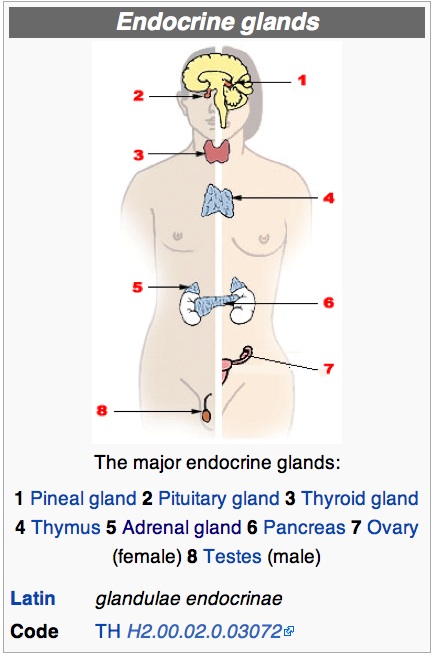 The glands of your endocrine system are located throughout the body. The adrenal glands are located on top of each kidney. 