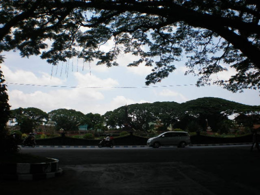 One green, shady corner resulted from Albizia canopies  near The City Hall.