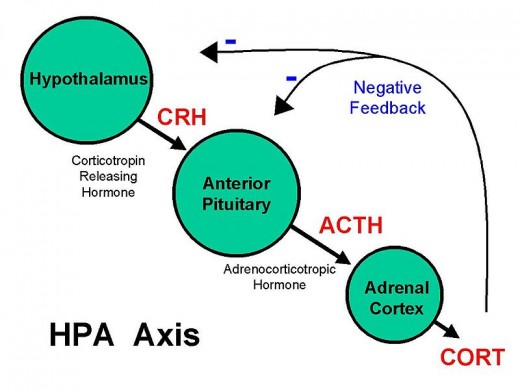 The acute stress response sets off stress hormone changes in the body.