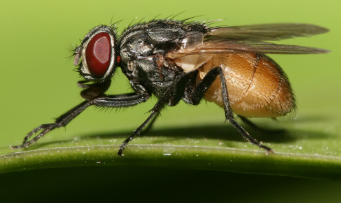 The Common Housefly