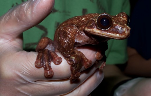 Rabb's Fringe-limbed Treefrog, this is the last known surviving member of its species