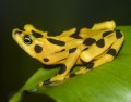 Amphibian Decline, Why Are Frogs Endangered