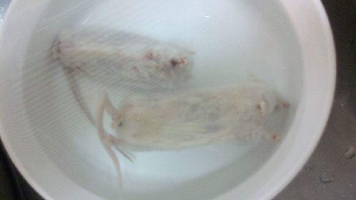 Two extra large mice thawing out in warm water.