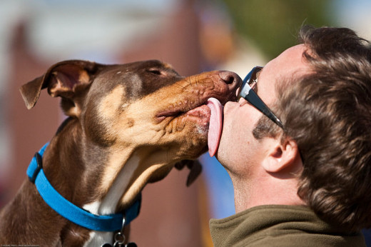 A big dog jumping up to lick your face can be frightening