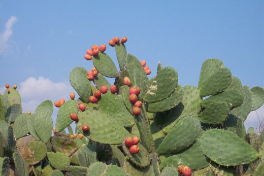 Cactus Figs, or Cicinder (sis-sin-der) are sweet, tasty fall fruits that can be made into marmalade.  They ripen to perfection in the dry Mediterranean sun, just watch out for their stickers!