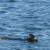 Our friendly sea otter Our friendly sea otter