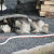 Sleeping sled dog Sleeping sled dog